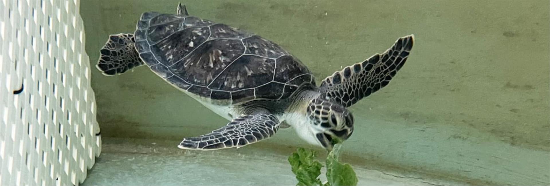 Turtle Time