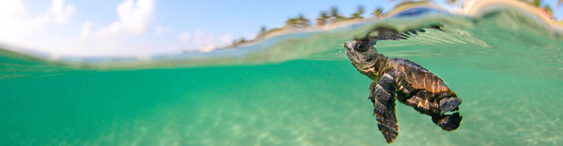 Surf Water Photo Academy