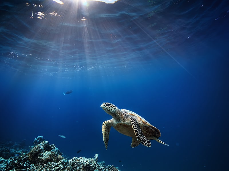 Guy Harvey St Augustine - Sea Turtle Protection 2