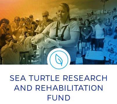 Sea Turtle Research And Rehabilitation Fund