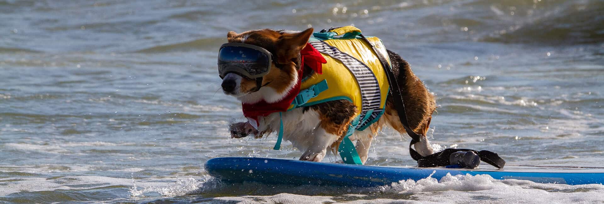 Corgi in a bright yellow life jacket and goggles rides a blue surfboard on a breaking wave.