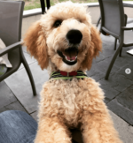 Pups on the Patio