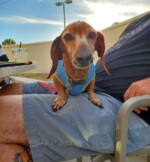 Pups on the Patio